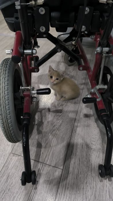 Отдам в хорошие руки