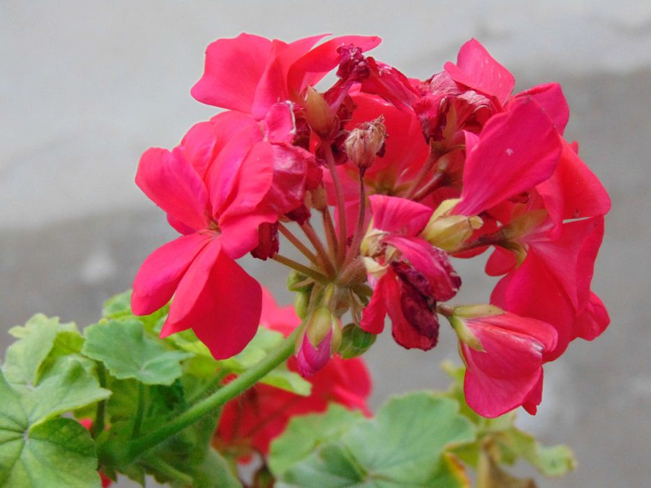 фотоапарат SONY DSX H300 перфектен за любители,начинаещи