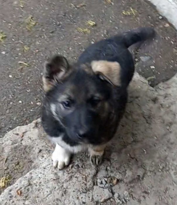 Кутята  ищут дом