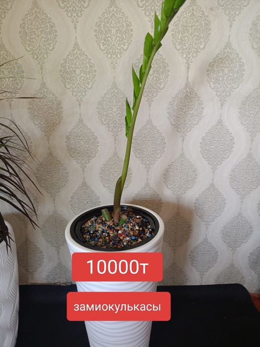 Цветы домашние