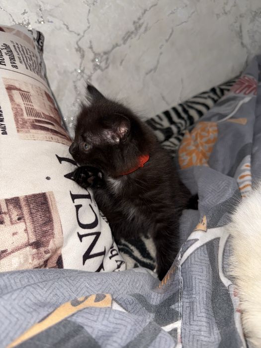 отдам котенка в хорошие руки