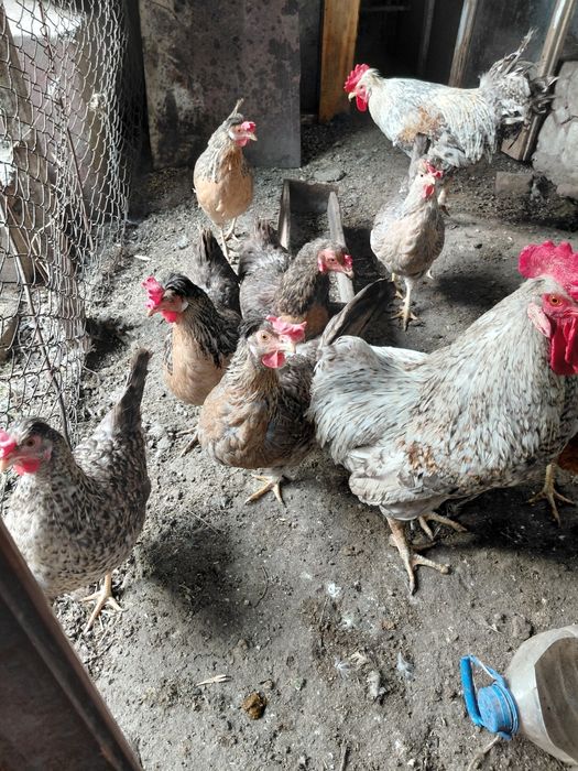 Продам инкубационный яйца легбар