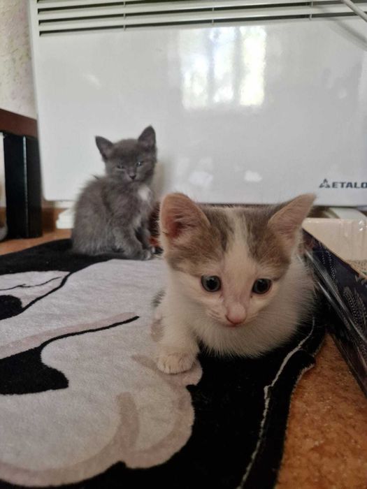 Котята Бесплатно