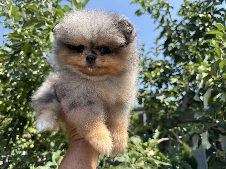 Продавам померан - възможно доставка