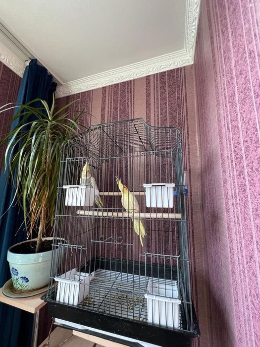 Домашний две попугай друзя