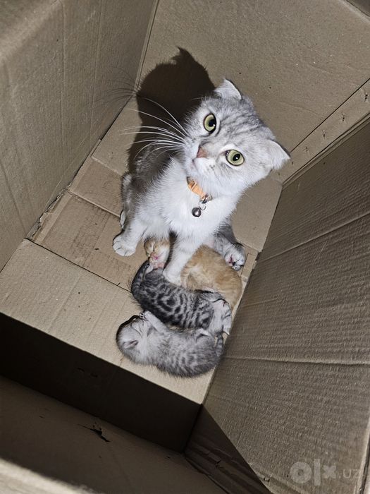 Котята от шотландской вислоухой (скотиш фолд)