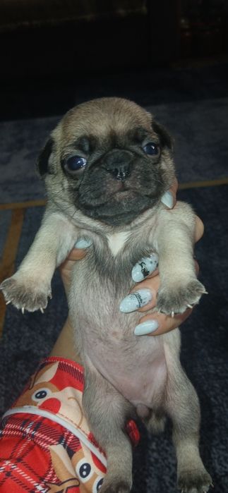 Продаются щенки мопса