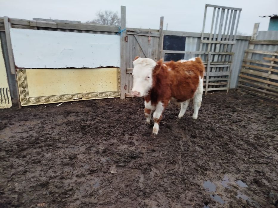 Баспак сатылады  еркек