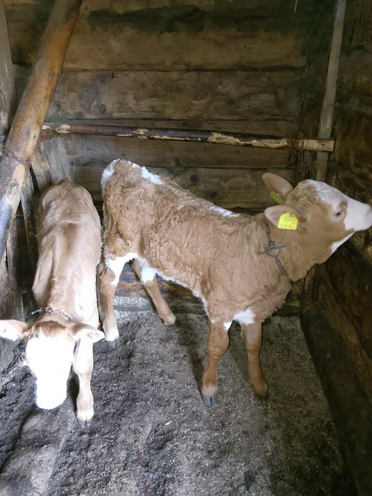 De vanzare 4 vaci si 2 vitei !!pretul se discuta la tel