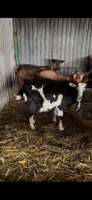 Iezi si capre de vanzare