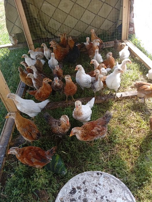 Продам цыплят домашних.