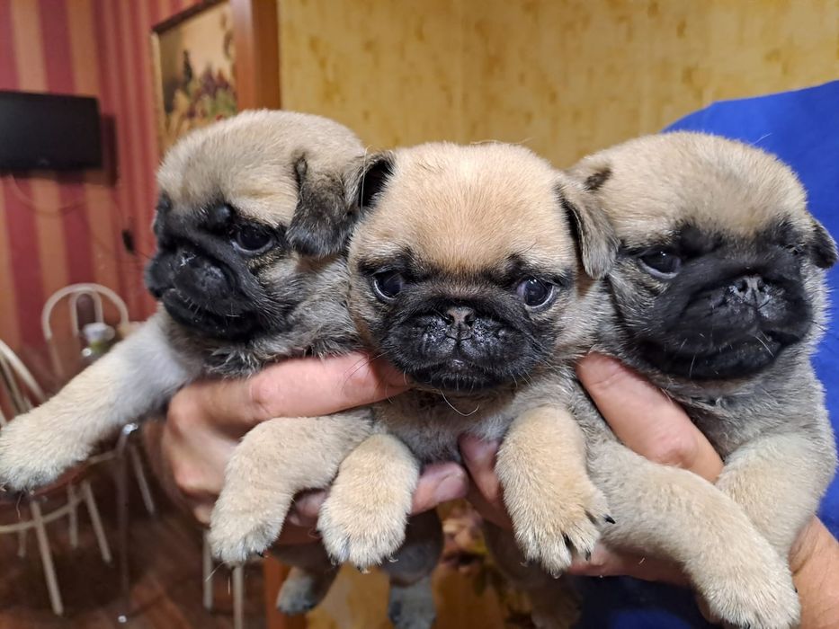 Продам щенков Мопса.