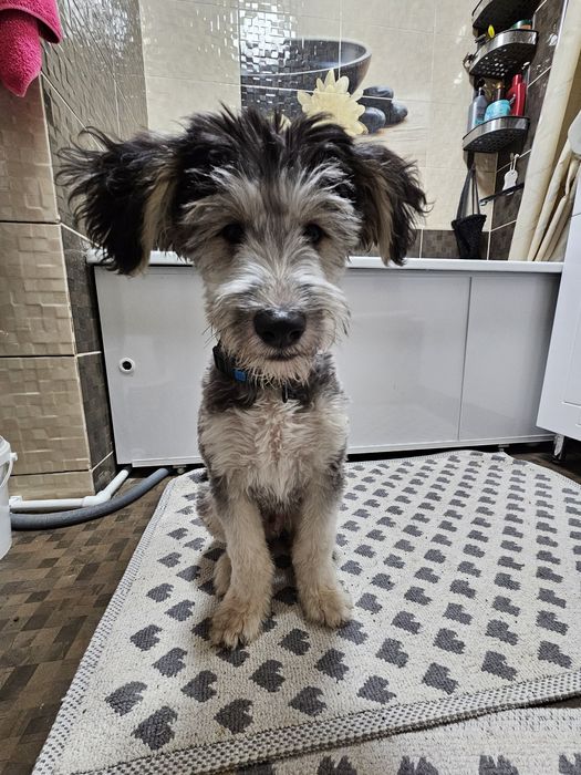 Щенок в хорошие руки