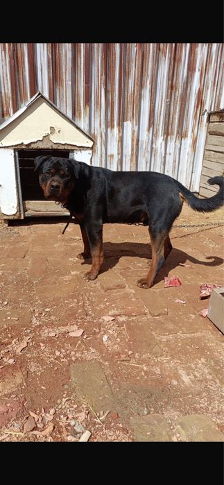 Ротвейлер для вязки