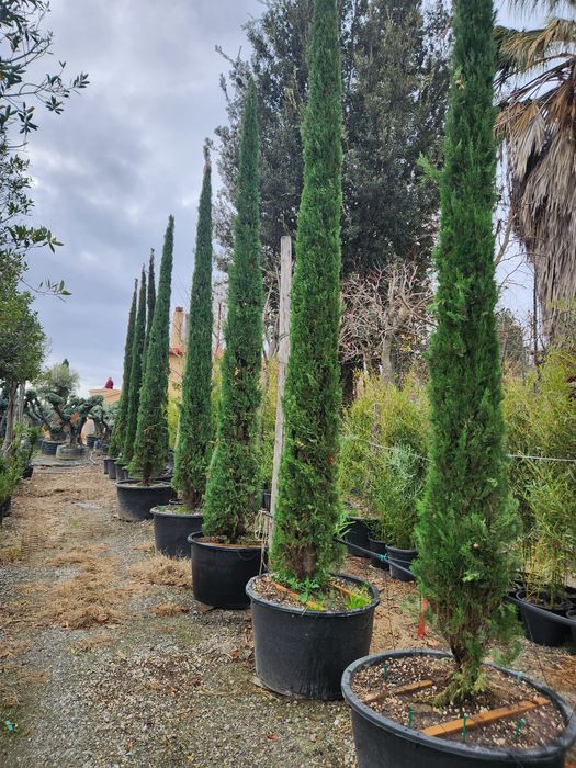 Chiparos italian la ghiveci