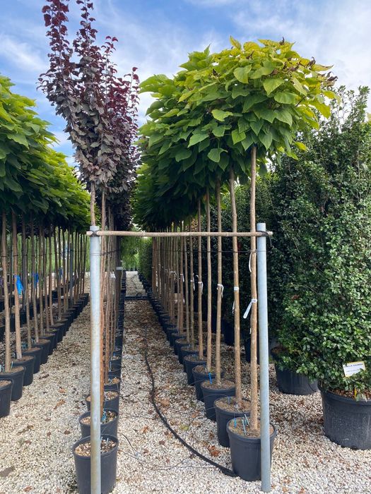 Pon pon spirala gold rider plante ornamentale