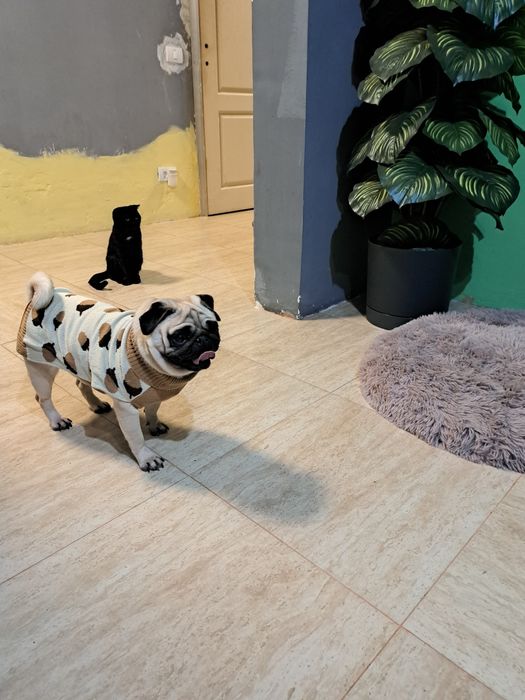 Pug(Moops) de vanzare