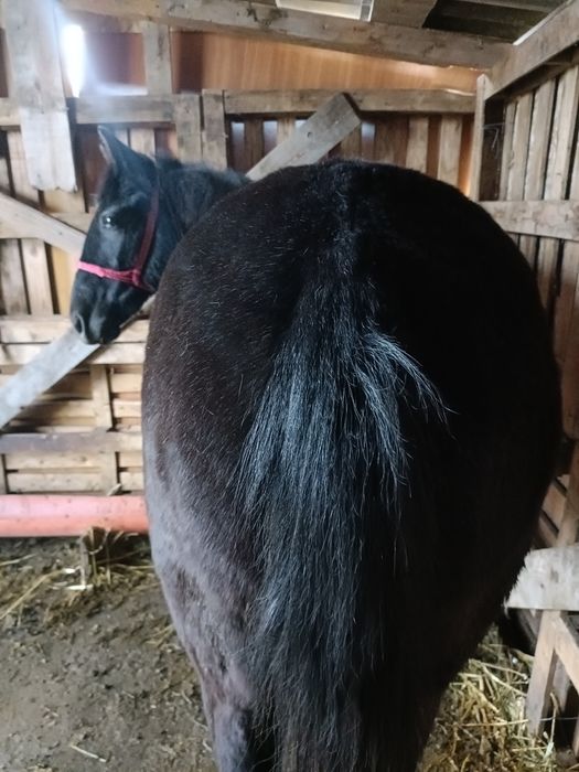 Mânz castrat corcitură de trapas