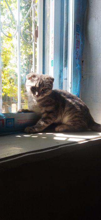 Uy mushugi emlangan passporti bor