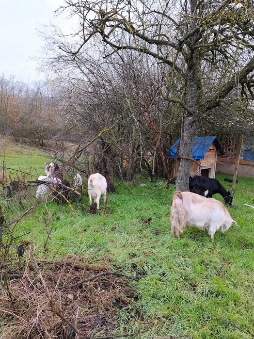 Продавам 4 кози и 3 ярета