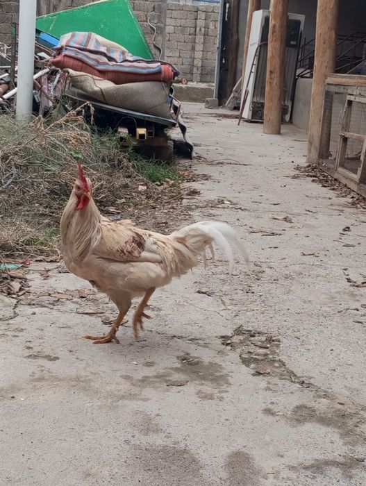 Xoʻroz sotiladi damashni