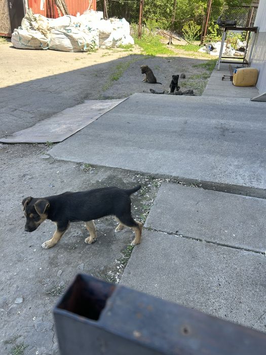 Күшіктерды тегін беремын. Отдам даром щенков