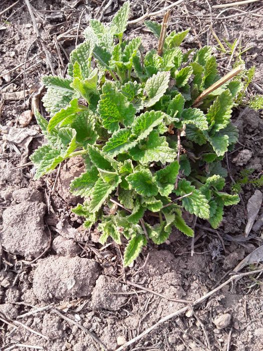 Продам семена  многолетних цветов.
