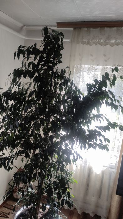 Продам Фикус  Бенджамина
