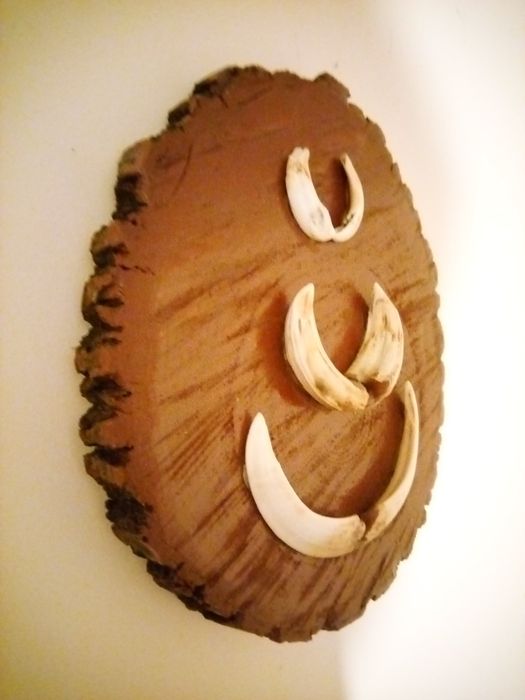 Трюфей от глигантски зъби