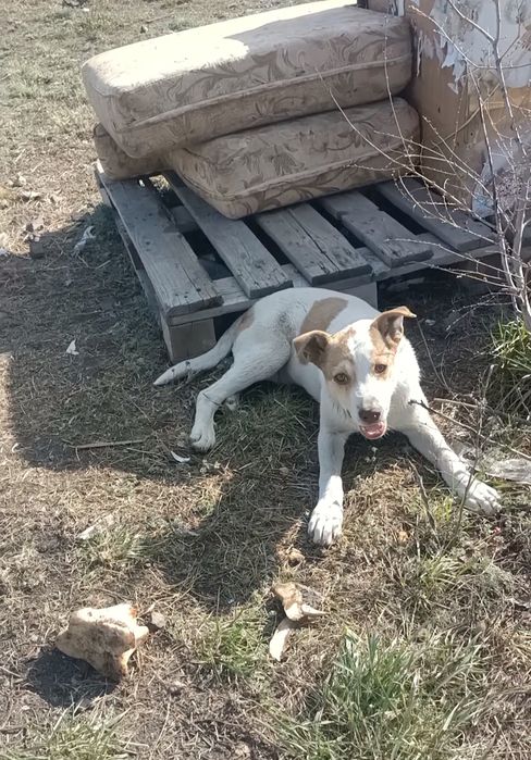 Отдам щенка девочку в добрые надёжные руки