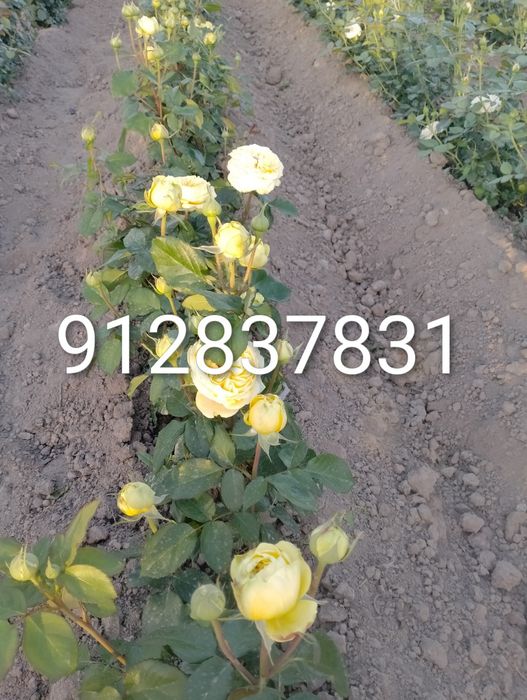 Дехкончилик гарантия качества