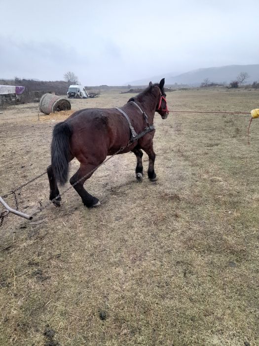 Iapa vârstă 11 ani