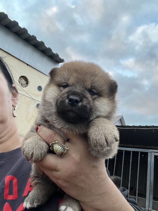 Щенки японской сибы