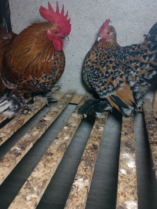 Schimb doi cocoșei mii de flori pe o găinuță frumoasă