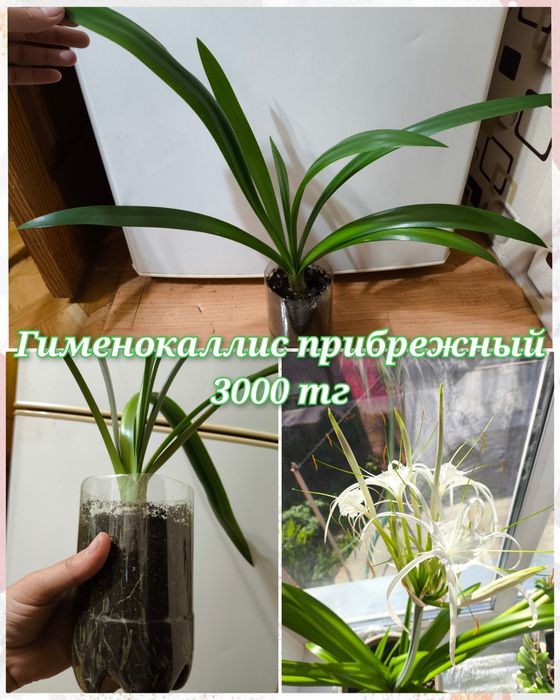 Глоксинии, гименокаллис, соланум и др.