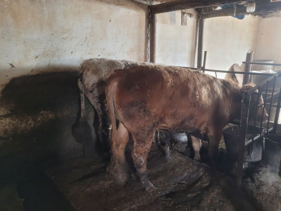 Продам быков на племя