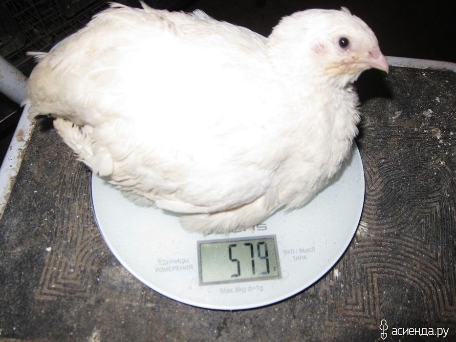 Перепелка бодене ети