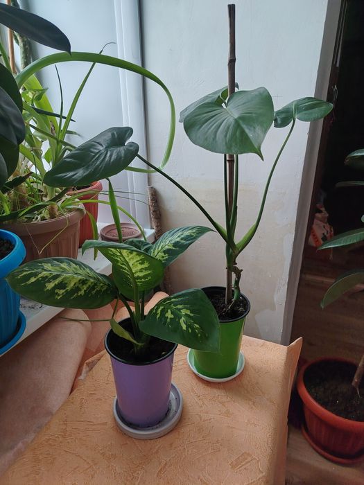 Комнатные цветы продам