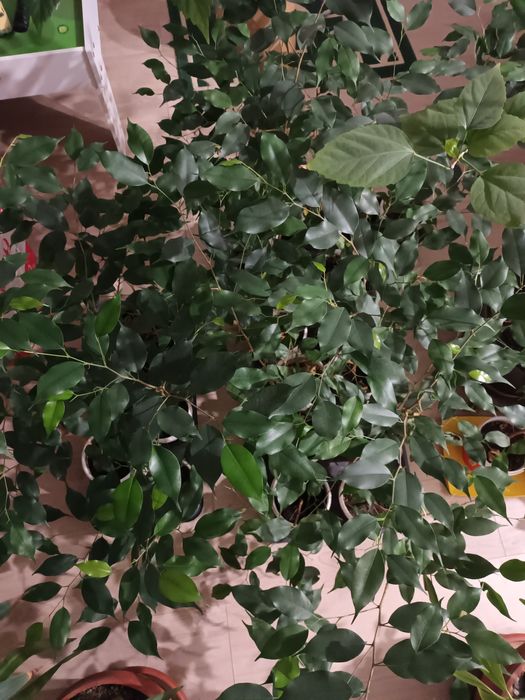 Ficus cu frunza mica - diferite mărimi