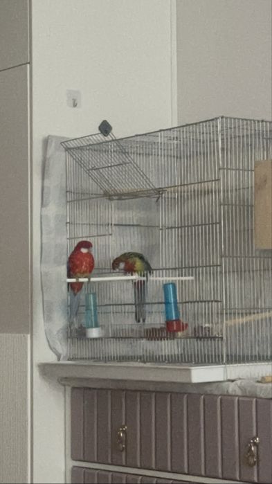 Одна пара розеллы