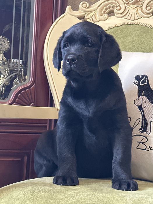 Щенки лабрадора, питомник.Документы.