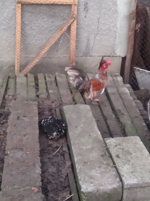 Pereche gaini pitice golașe