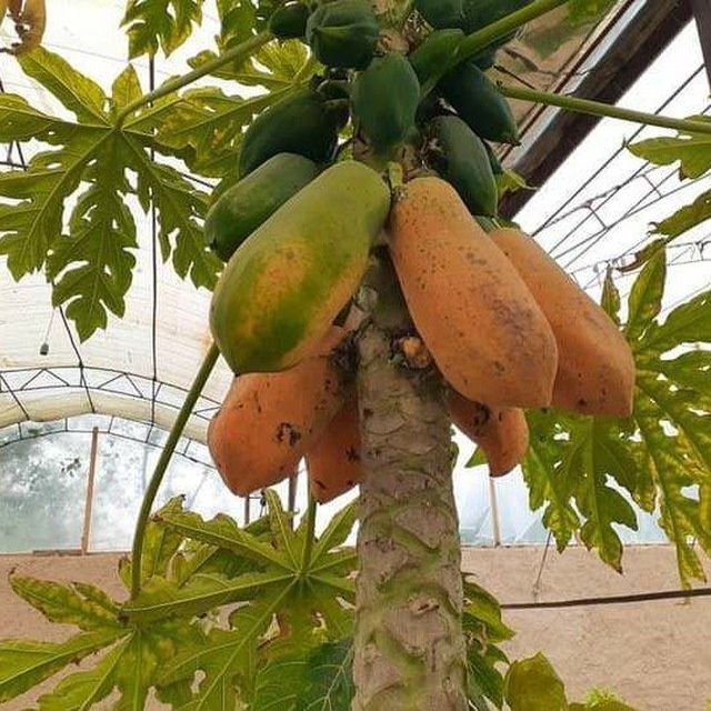 Papaya ko'chatlari