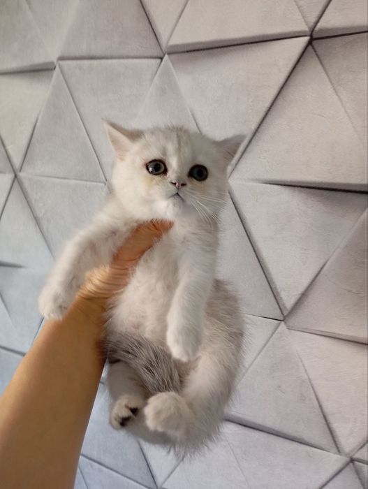 Продаю котят шиншиллы