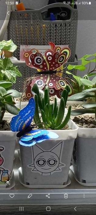 Цветы комнатные-подарок.