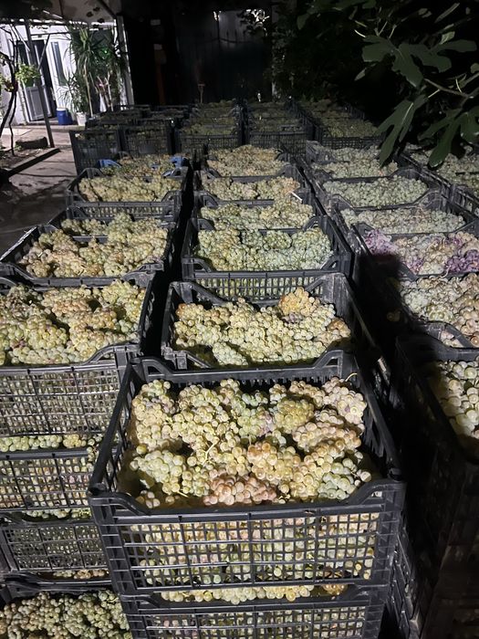 Struguri pentru vin
