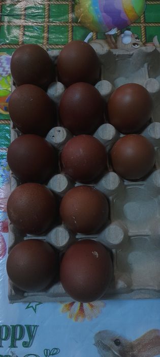 Oua de marans pentru incubat