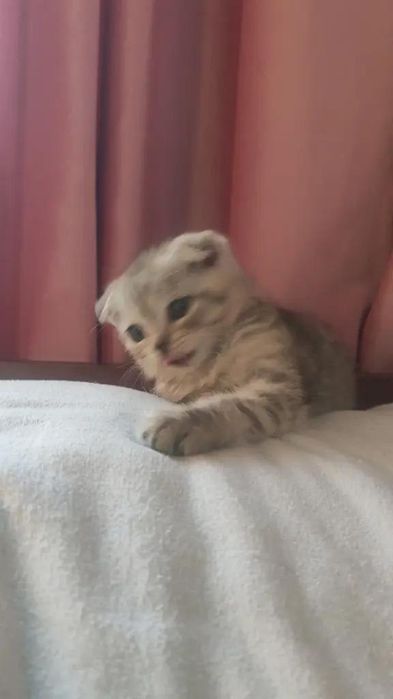 Шотландски котята 1.5 месяц