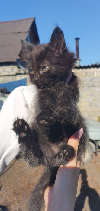Отдам котят в добрые руки