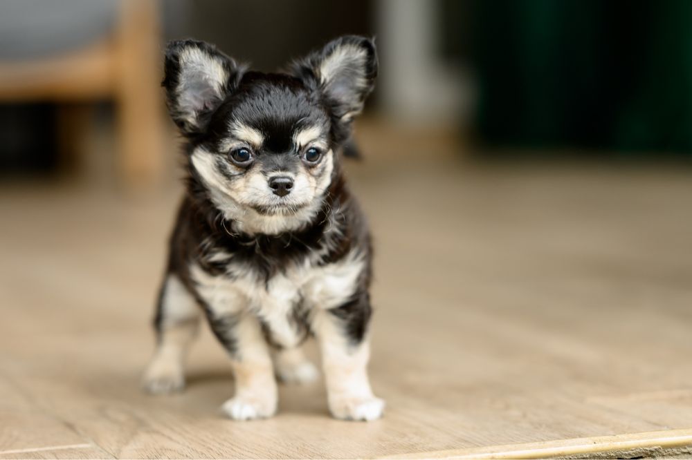 Chihuahacu  par lung